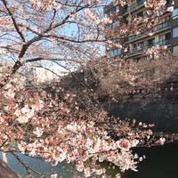 目黒川の写真・動画_image_226810