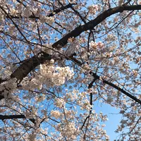 目黒川の写真・動画_image_226811