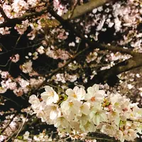 千鳥ヶ淵の写真・動画_image_226820