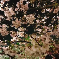 千鳥ヶ淵の写真・動画_image_226821