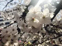 目黒川の写真・動画_image_226876