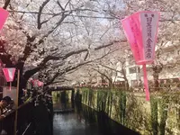 目黒川の写真・動画_image_226877