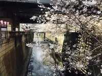 目黒川の写真・動画_image_226878