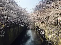 目黒川の写真・動画_image_226879