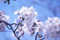 山崎川四季の道の写真・動画_image_226898