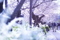山崎川四季の道の写真・動画_image_226901