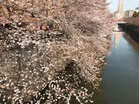 目黒川の写真・動画_image_227043