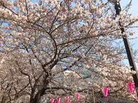 目黒川の写真・動画_image_227044