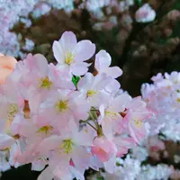皇居の写真・動画_image_227185