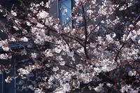 大森海苔のふるさと館の写真・動画_image_227512