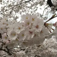 五条川の写真・動画_image_227651