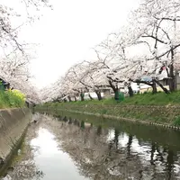 五条川の写真・動画_image_227652