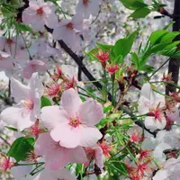 赤城神社の写真・動画_image_227690