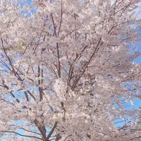 赤城神社の写真・動画_image_227692