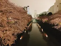 目黒川の写真・動画_image_227835