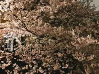 目黒川の写真・動画_image_227836