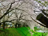 名古屋城の写真・動画_image_228261