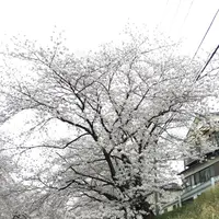 幡山保育園の写真・動画_image_228325