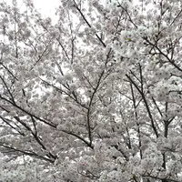 幡山保育園の写真・動画_image_228327