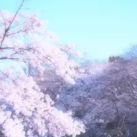 井の頭恩賜公園の写真・動画_image_228412