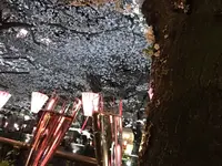 目黒川の写真・動画_image_228452