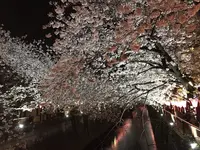 目黒川の写真・動画_image_228453