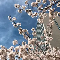 中央大橋の写真・動画_image_228641