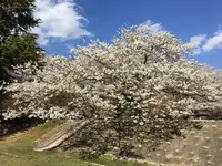 定光寺公園の写真・動画_image_228862