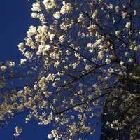 八雲の写真・動画_image_228989