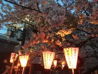 八雲の写真・動画_image_228990