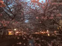 八雲の写真・動画_image_228991