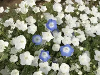 国営ひたち海浜公園の写真・動画_image_230586