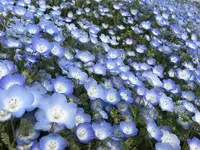 国営ひたち海浜公園の写真・動画_image_230587