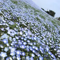 国営ひたち海浜公園の写真・動画_image_230588