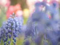 国営昭和記念公園の写真・動画_image_231480