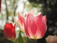 国営昭和記念公園の写真・動画_image_231481