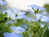 国営昭和記念公園の写真・動画_image_231482