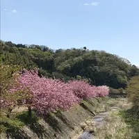 下板井のシャクナゲの写真・動画_image_232298