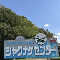 下板井のシャクナゲの写真・動画_image_232299