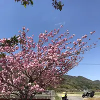 下板井のシャクナゲの写真・動画_image_232300