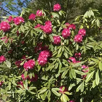 下板井のシャクナゲの写真・動画_image_232301