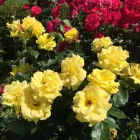 新宿御苑の写真・動画_image_232386