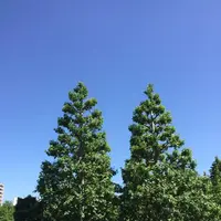 新宿御苑の写真・動画_image_232388