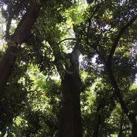 新宿御苑の写真・動画_image_232397