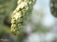 あしかがフラワーパークの写真・動画_image_232478