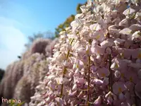 あしかがフラワーパークの写真・動画_image_232480
