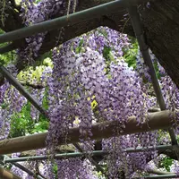 曼荼羅寺の写真・動画_image_232811