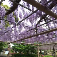曼荼羅寺の写真・動画_image_232815