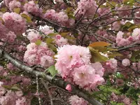新宿御苑の写真・動画_image_233004