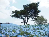 国営ひたち海浜公園の写真・動画_image_233089
